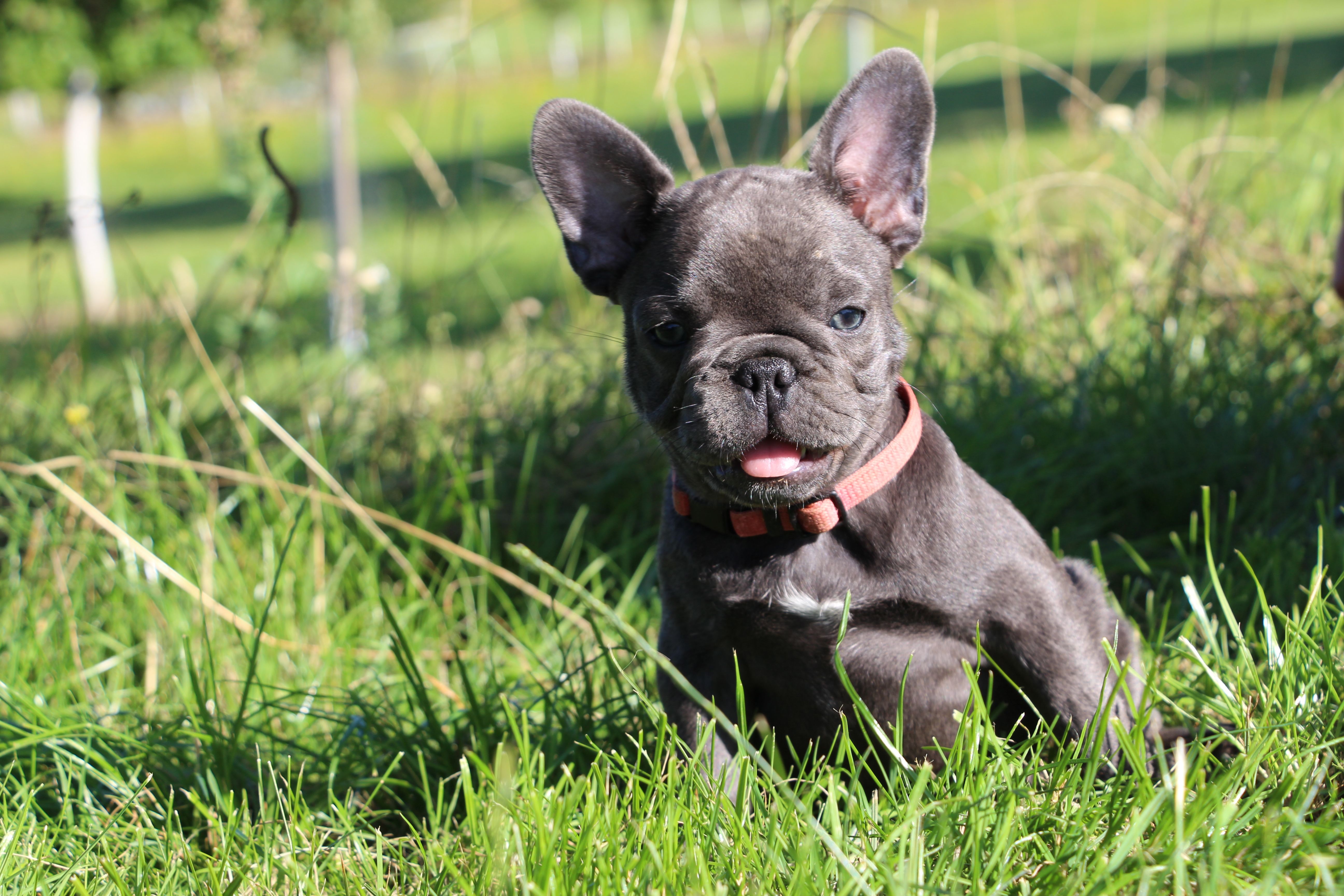 <svg class='pink'></svg> <b>Miss Little Heart</b> <svg class='pink'></svg>